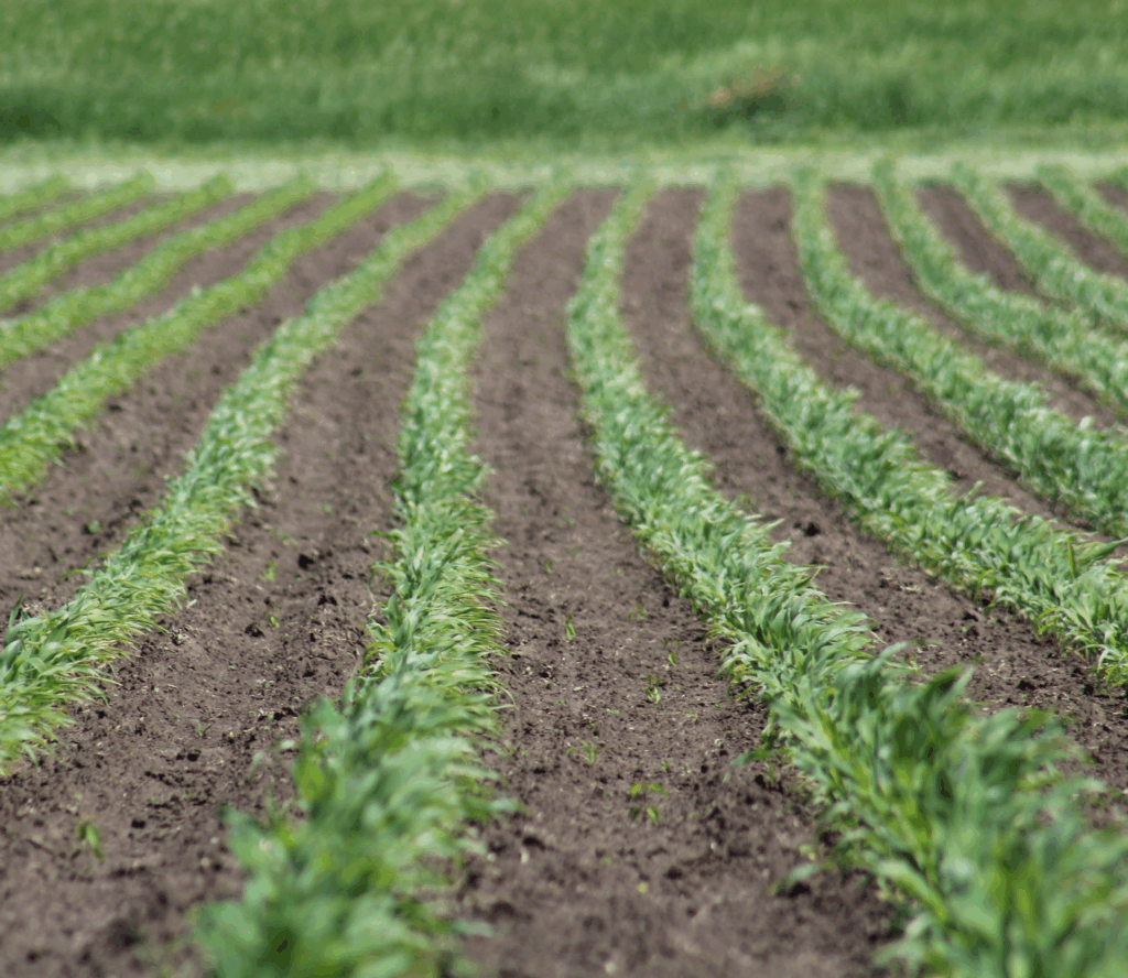 Rows of corn